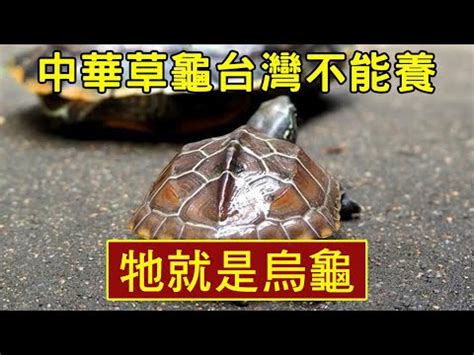 草烏龜|【草烏龜】揭開亞洲神秘草烏龜：草龜、中華草龜的驚人秘密！